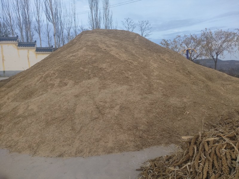 宁夏旱地张杂谷黄小米