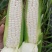 广西龙州县万糯两千玉米大量上市中个大饱满无虫，绿色食品