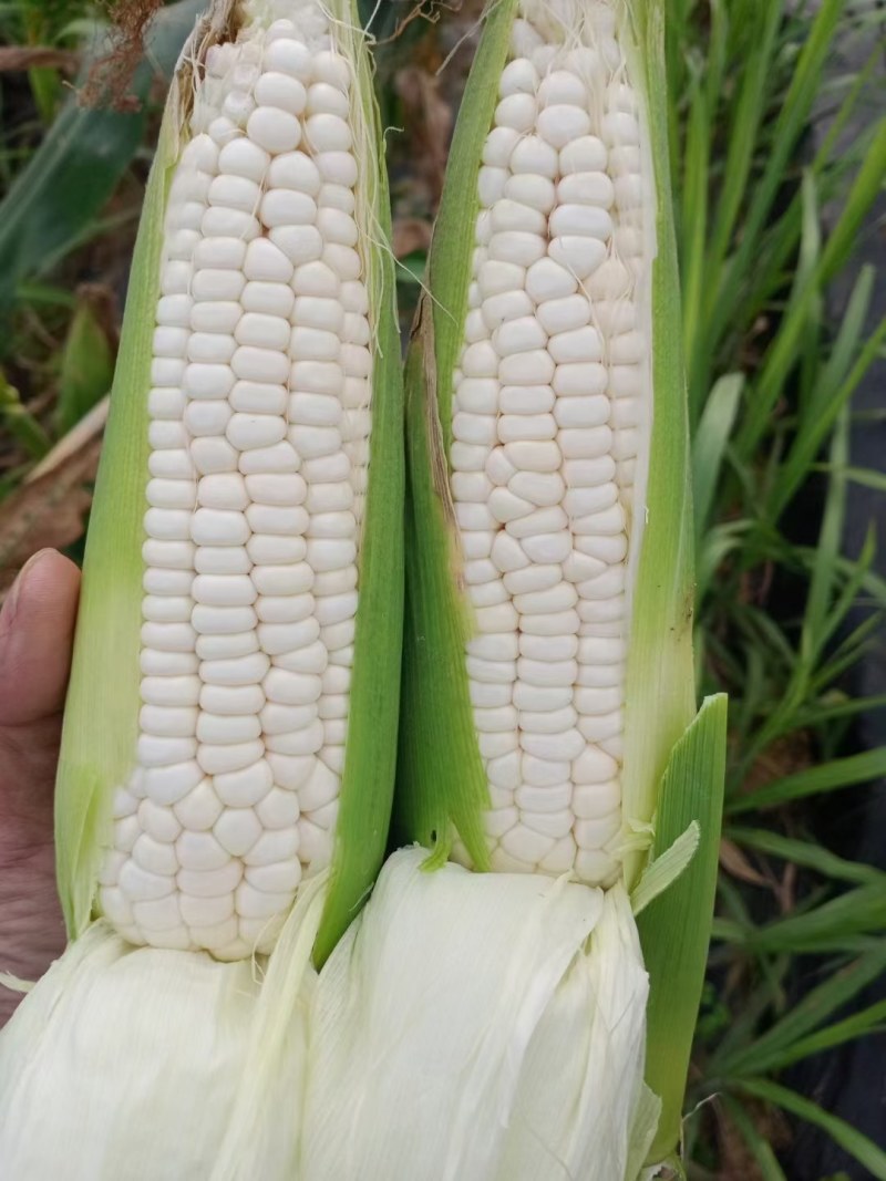 广西龙州县万糯两千玉米大量上市中个大饱满无虫，绿色食品