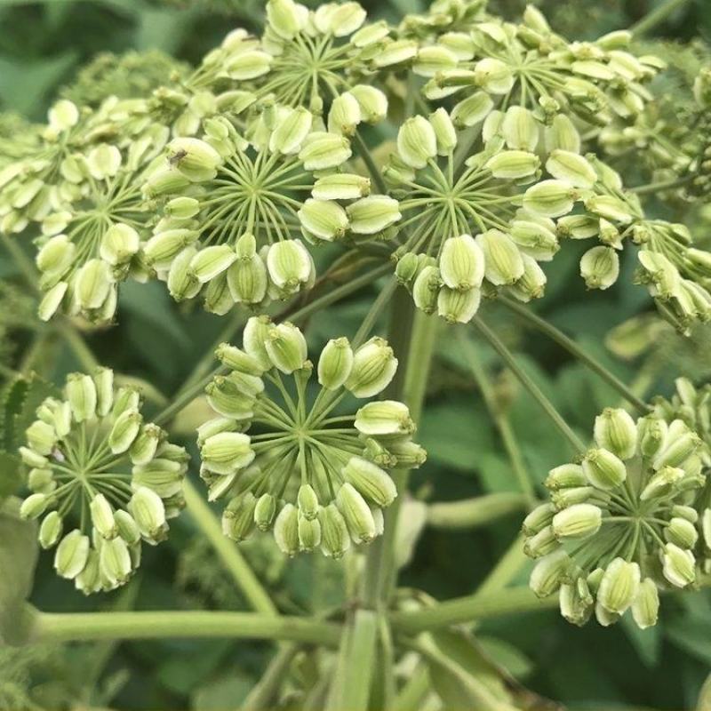 白芷种子白芷野生植物种子东北奇花异草植物种苗种子四季易活