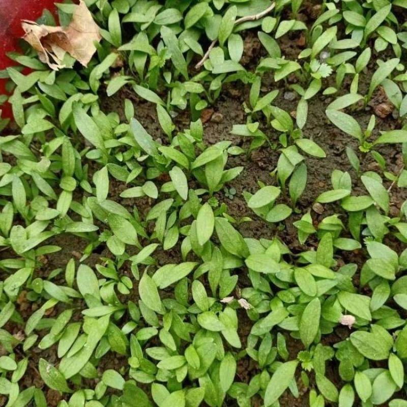 白芷种子白芷野生植物种子东北奇花异草植物种苗种子四季易活