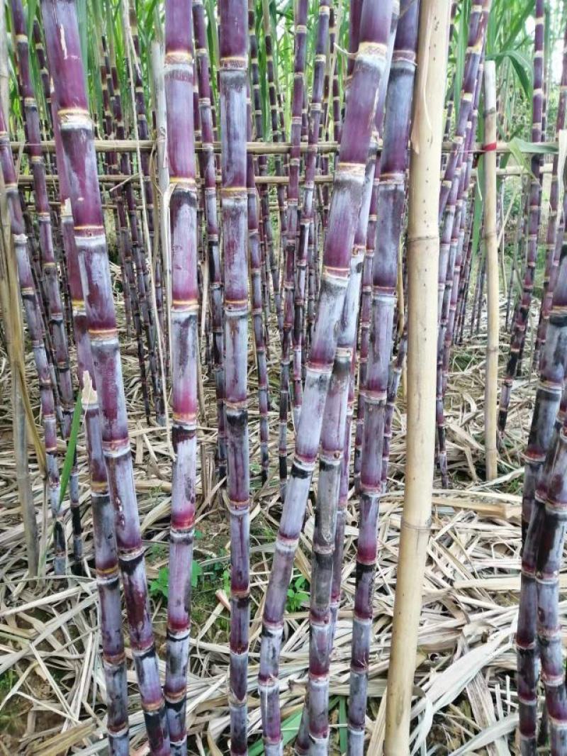 【优选】四川攀枝花红皮甘蔗都是农户手里的货，欢迎采购