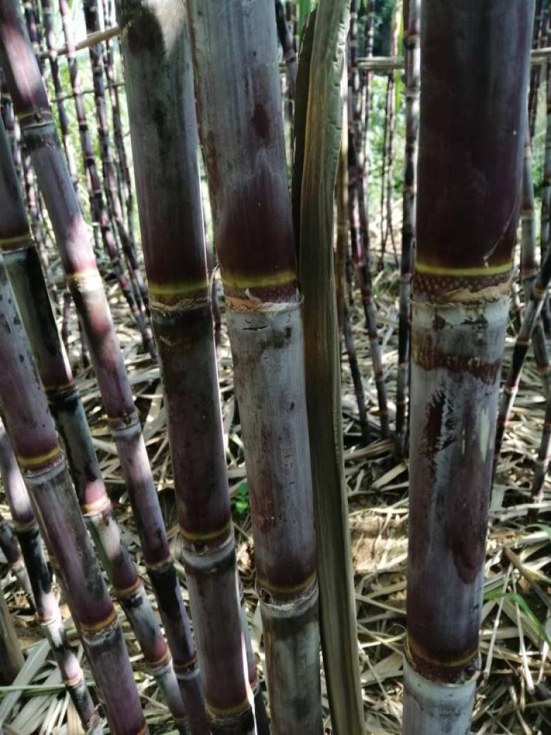 【优选】四川攀枝花红皮甘蔗都是农户手里的货，欢迎采购