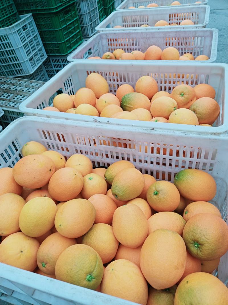湖北秭归---长虹脐橙