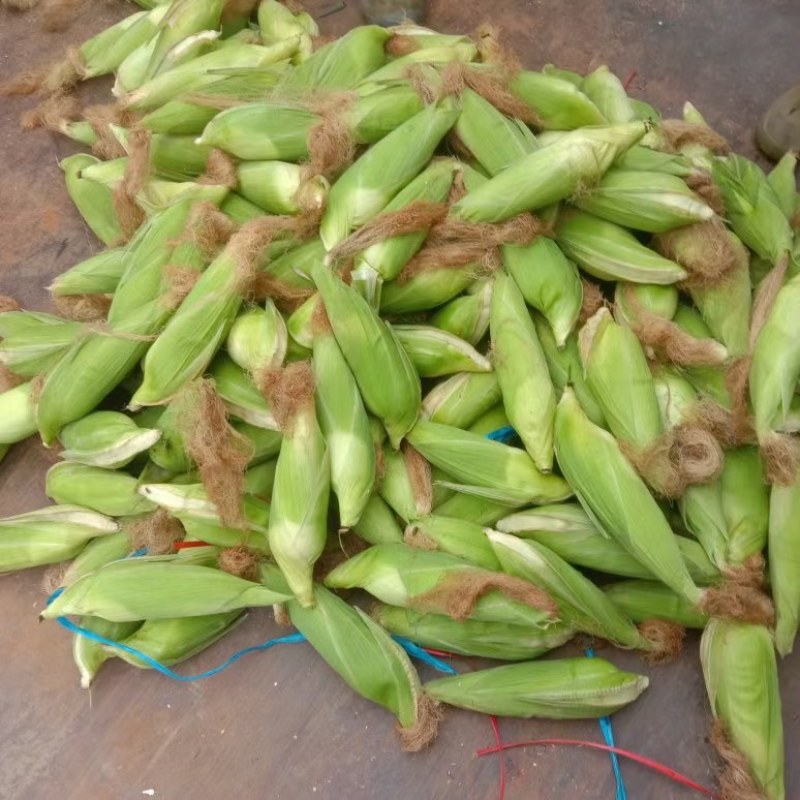 广西龙州县万糯两千玉米大量上市中个大饱满无虫，绿色食品