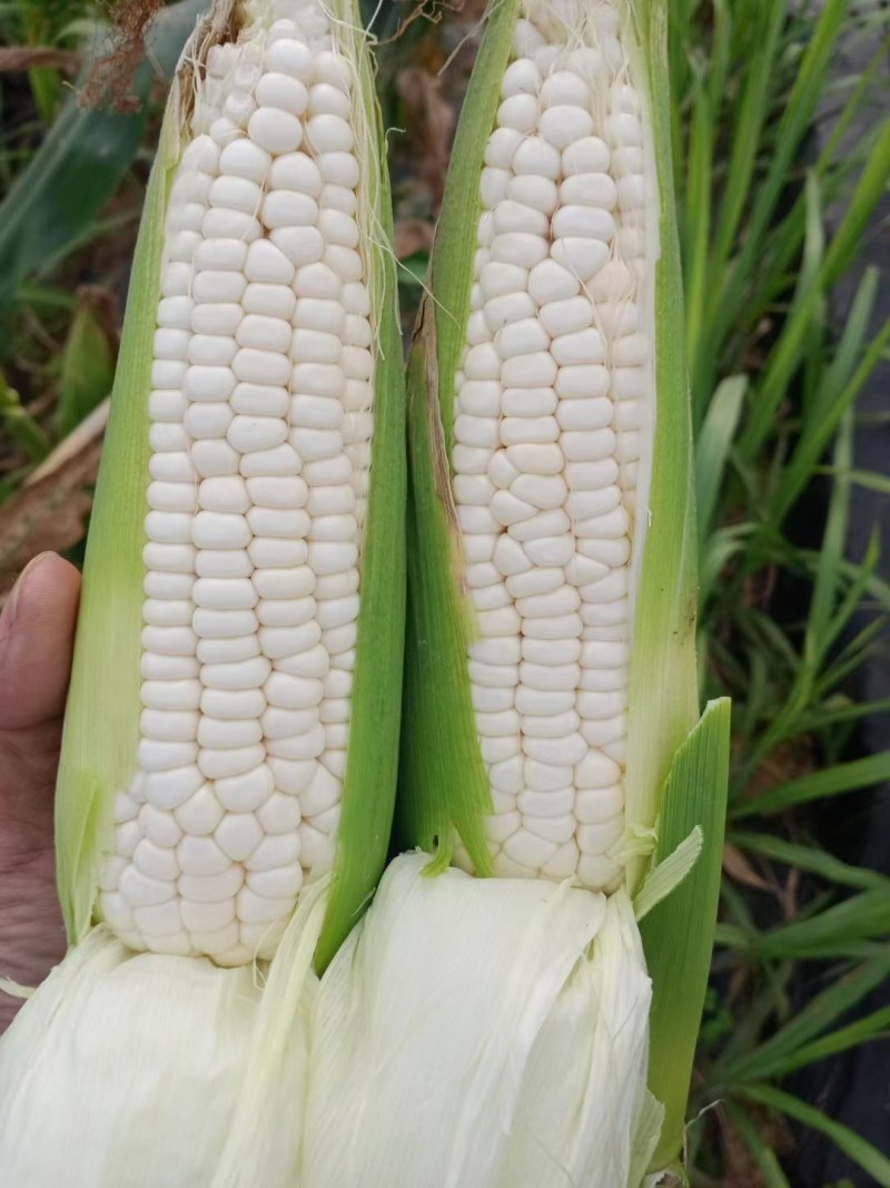 广西龙州县万糯两千玉米大量上市中个大饱满无虫，绿色食品