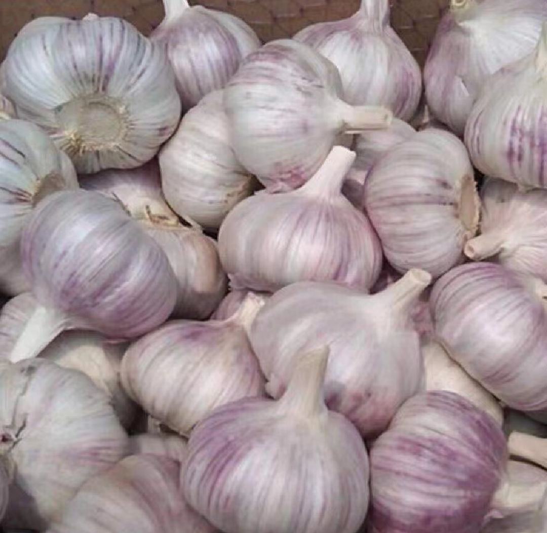 金乡白蒜米特写