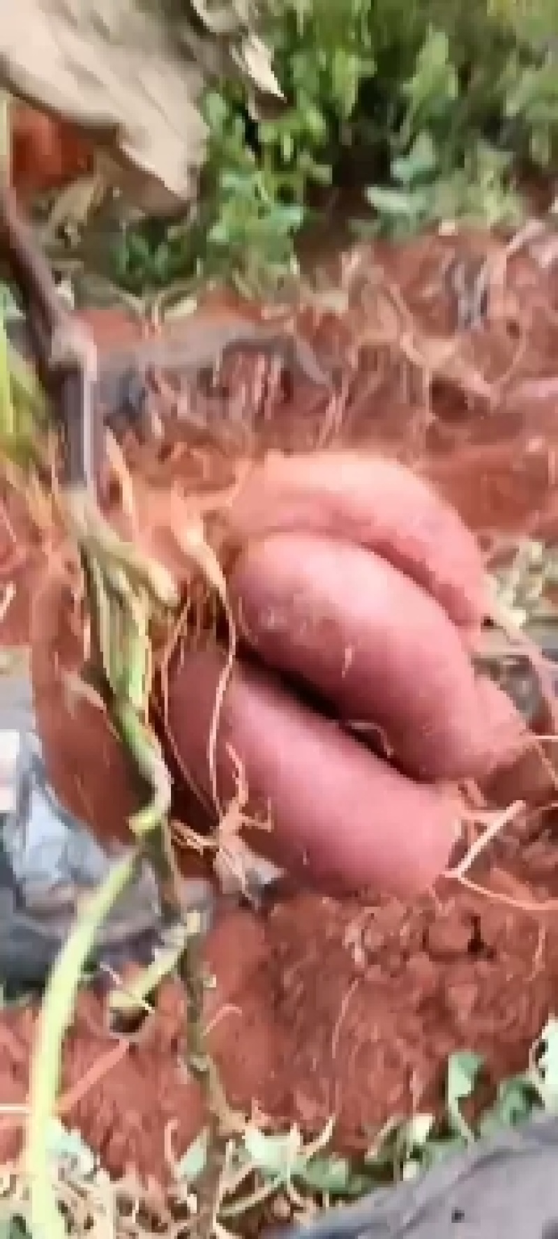紫薯