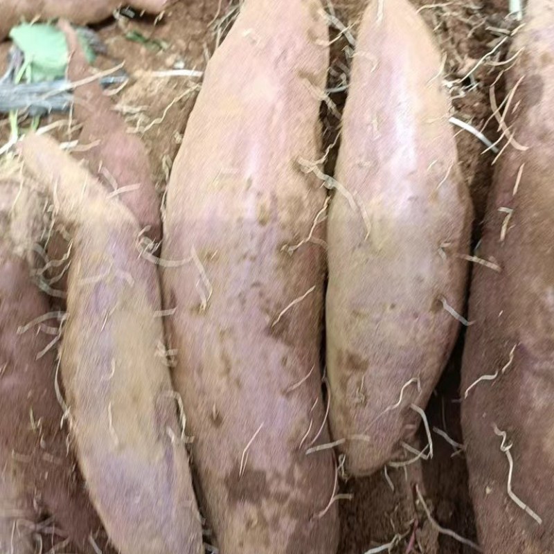 紫薯