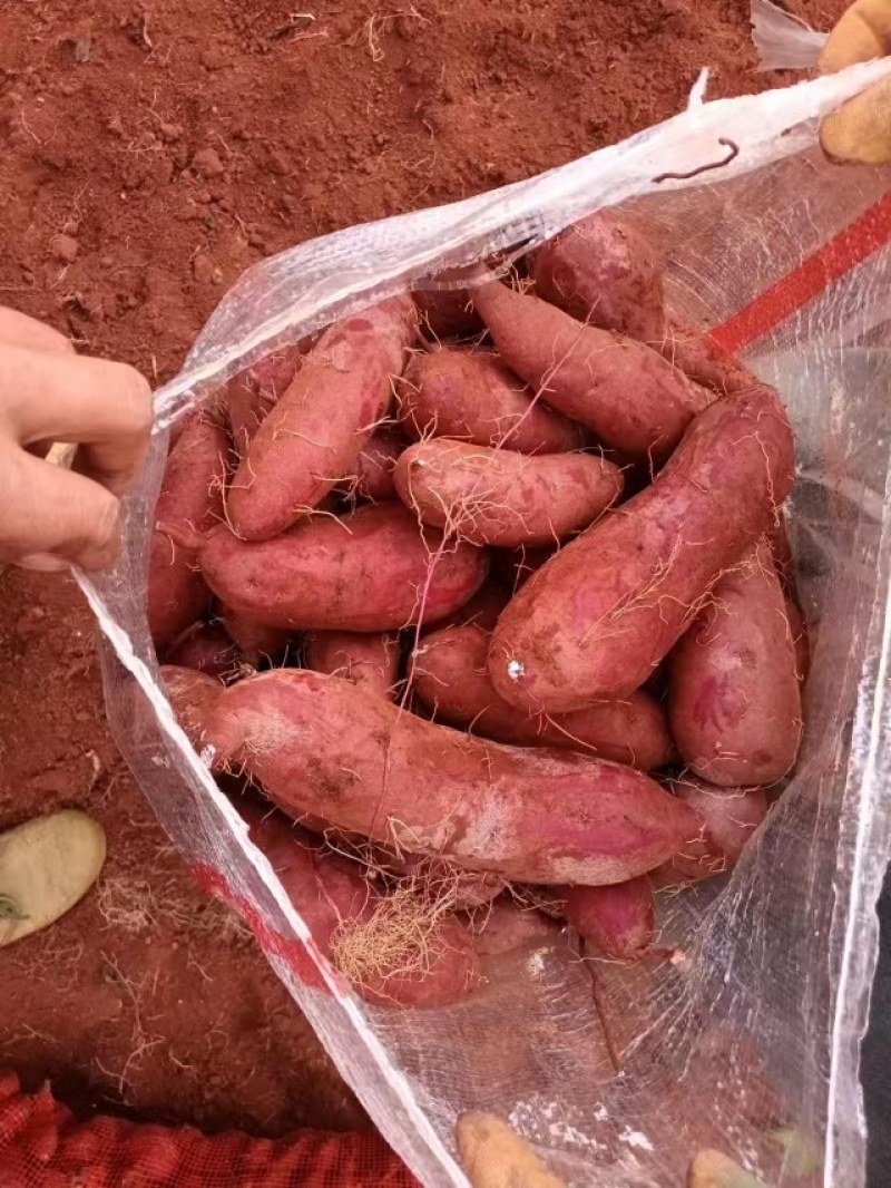 紫薯