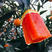 中华红血橙，秭归中华红血橙精选大果皮薄肉多交通便利