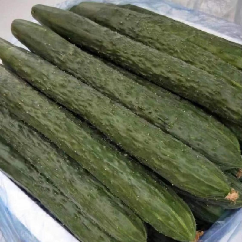 广东徐闻精品黄瓜，产地直供，价格优惠。农产大县，品相上佳