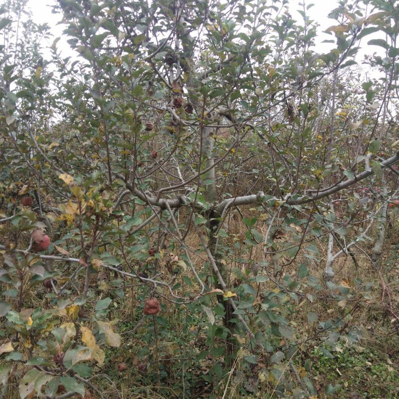 急售六年苹果树