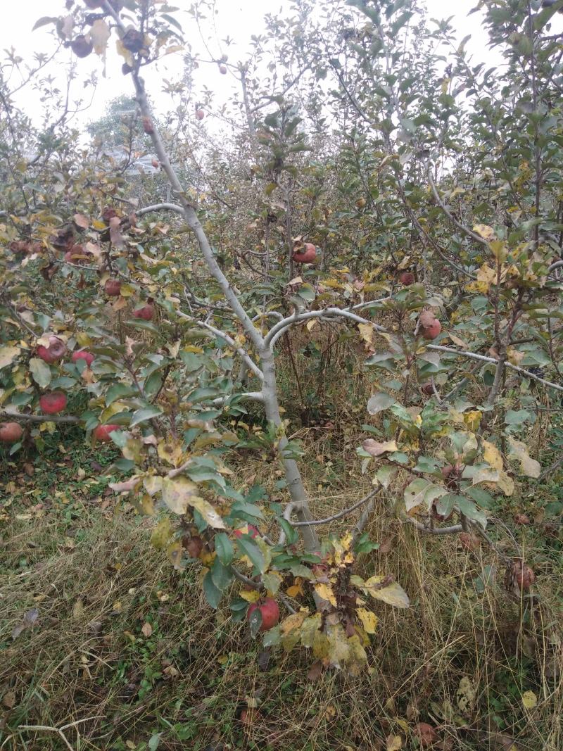 急售六年苹果树