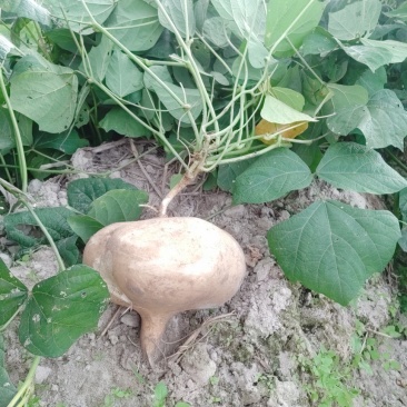 豆薯