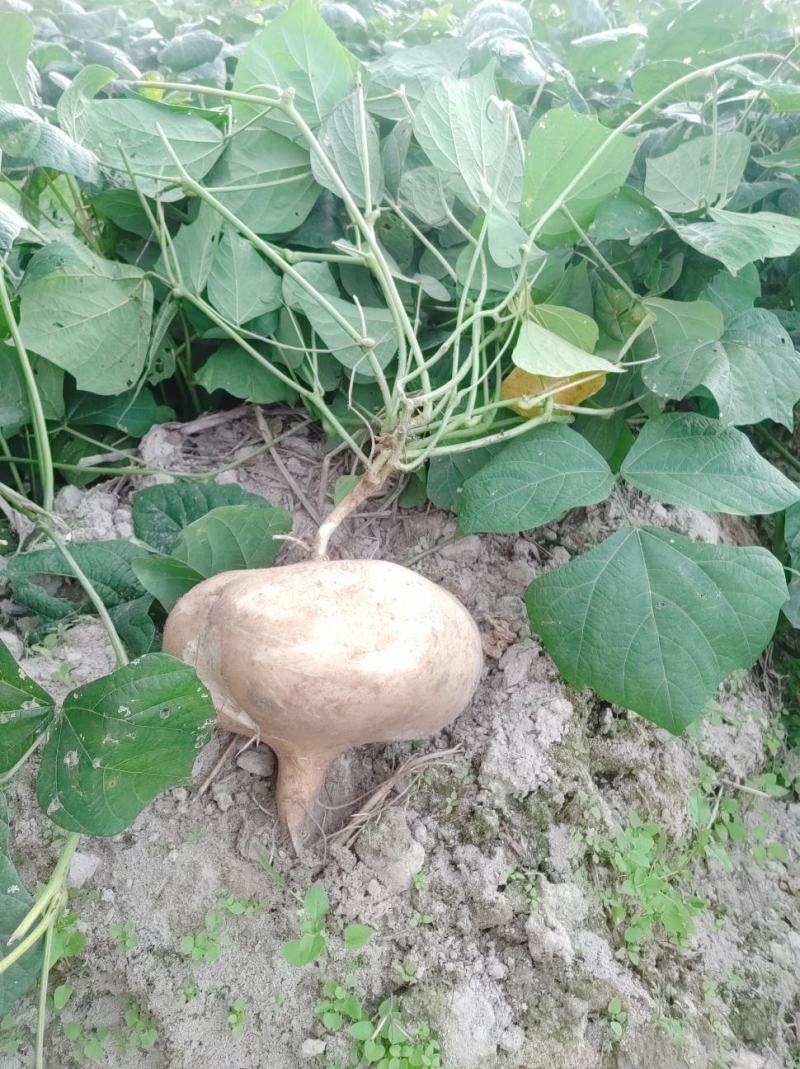 豆薯
