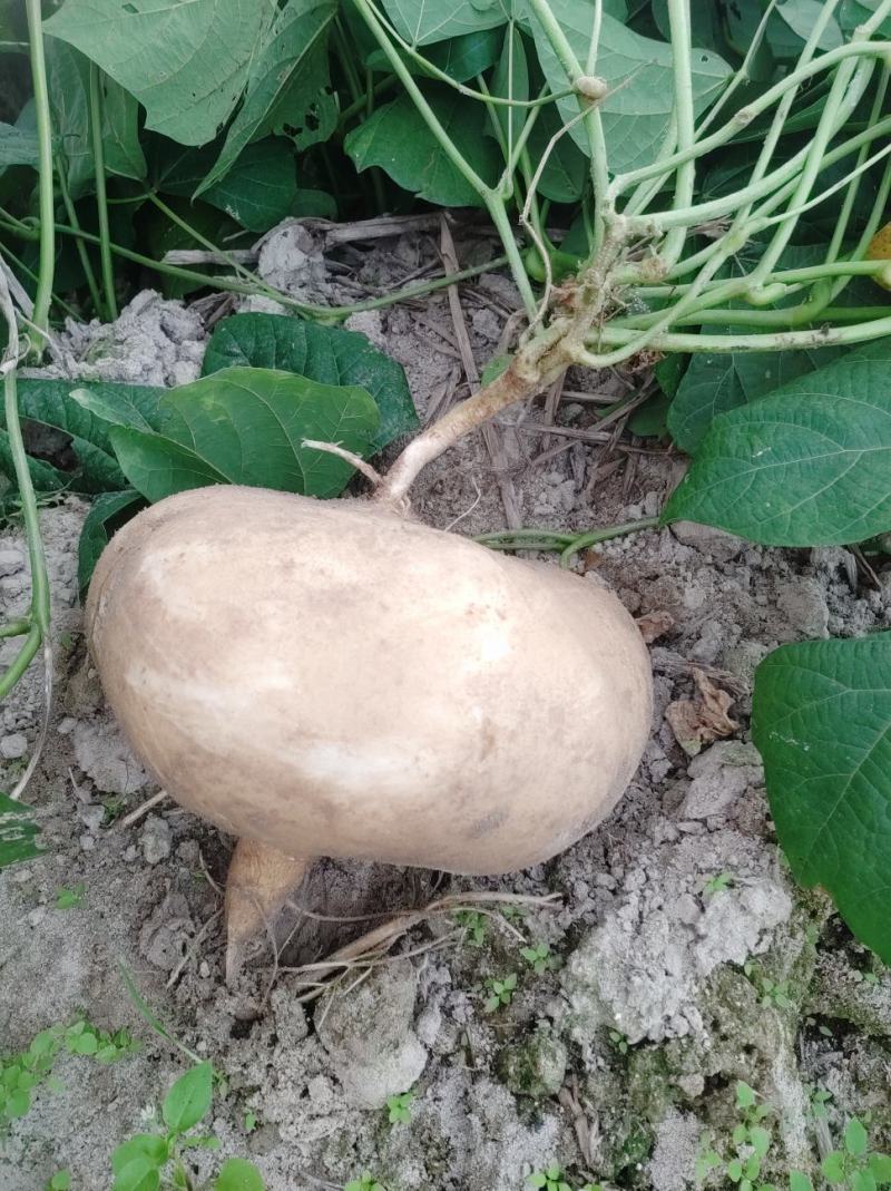 豆薯