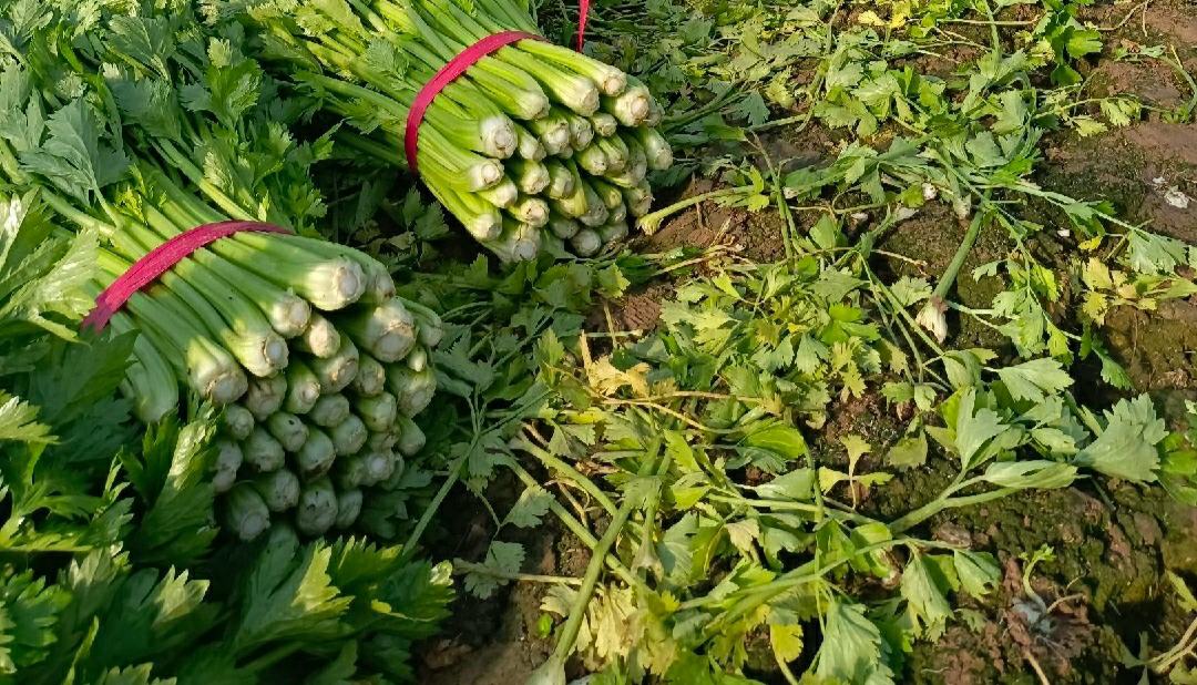 芹菜和茼蒿的食材对比图
