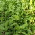 荠荠菜荠菜加工厂电商平台发货每天供应1万斤