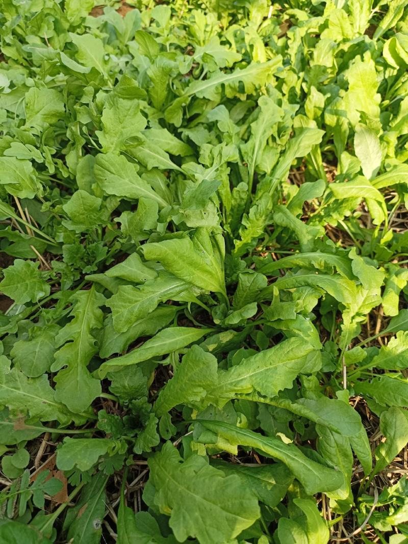荠荠菜荠菜加工厂电商平台发货每天供应1万斤