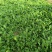 荠荠菜荠菜加工厂电商平台发货每天供应1万斤