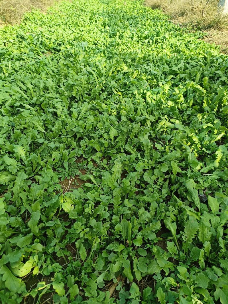 荠荠菜荠菜加工厂电商平台发货每天供应1万斤