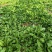 荠荠菜荠菜加工厂电商平台发货每天供应1万斤