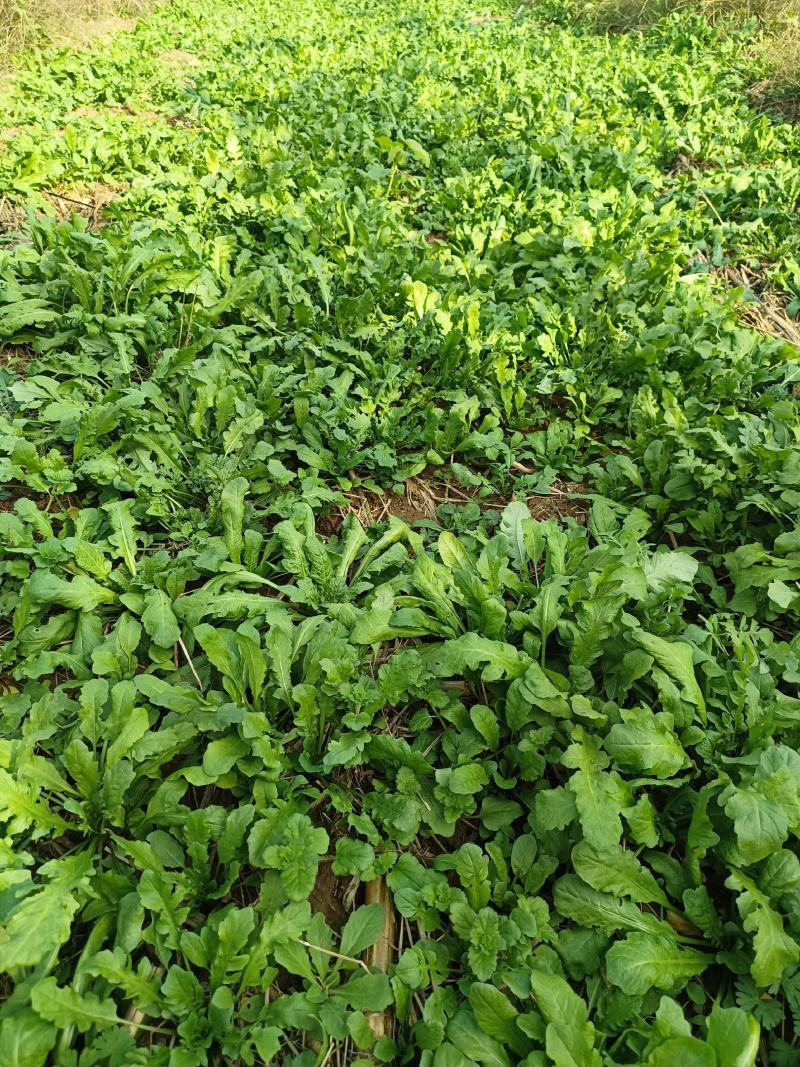 荠荠菜荠菜加工厂电商平台发货每天供应1万斤