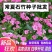 五彩石竹种子欧石竹初吻花种籽四季播混色易种活常夏石竹阳台