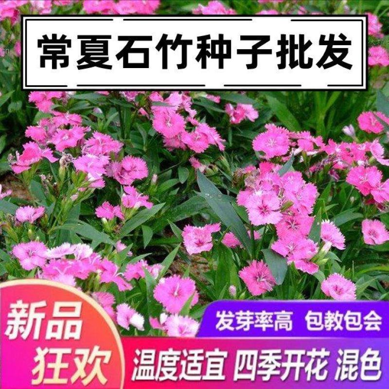 五彩石竹种子欧石竹初吻花种籽四季播混色易种活常夏石竹阳台