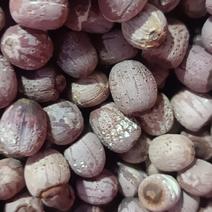 泰国小圆粒，红莲子自然生长，无杂，无废，煲汤，酿酒