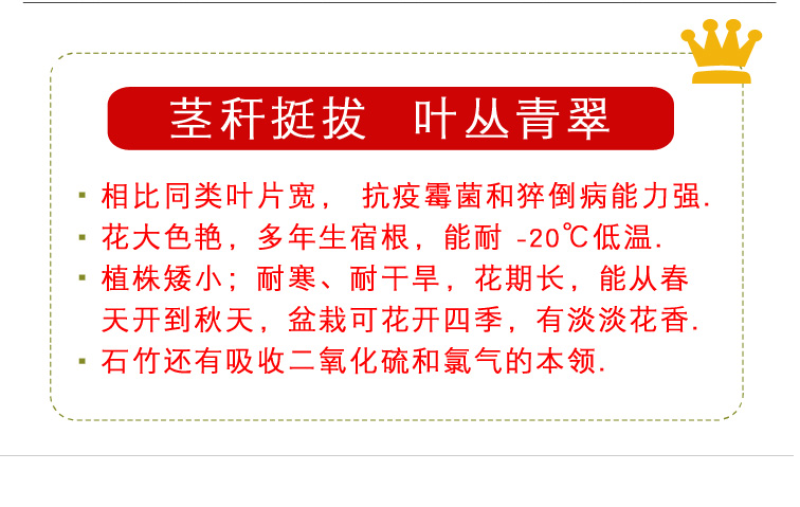 五彩石竹种子欧石竹初吻花种籽四季播混色易种活常夏石竹阳台