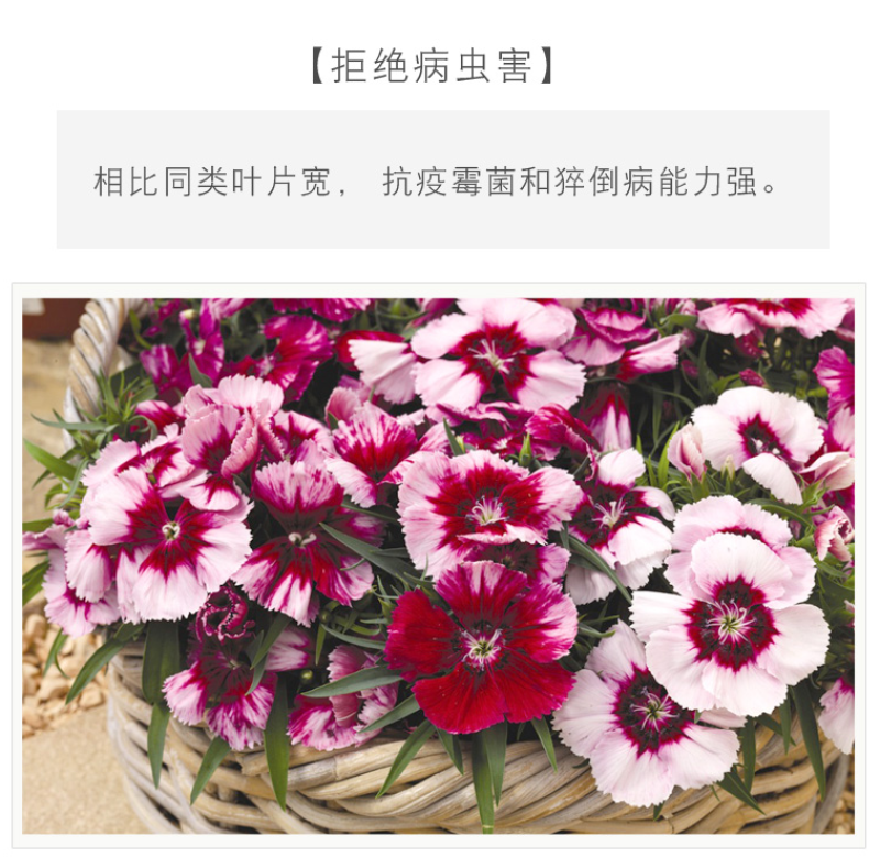 五彩石竹种子欧石竹初吻花种籽四季播混色易种活常夏石竹阳台