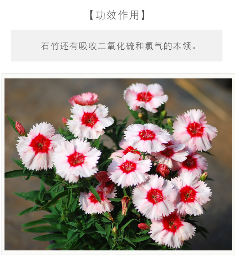 五彩石竹种子欧石竹初吻花种籽四季播混色易种活常夏石竹阳台