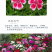 五彩石竹种子欧石竹初吻花种籽四季播混色易种活常夏石竹阳台