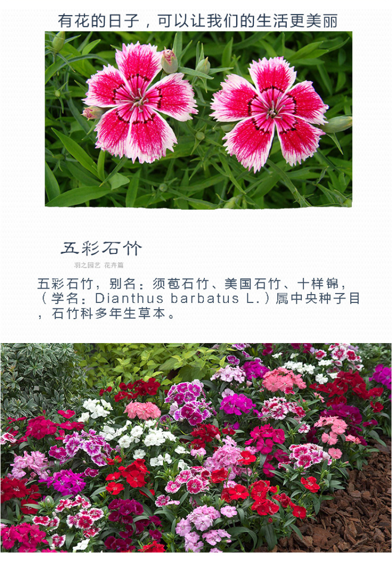 五彩石竹种子欧石竹初吻花种籽四季播混色易种活常夏石竹阳台