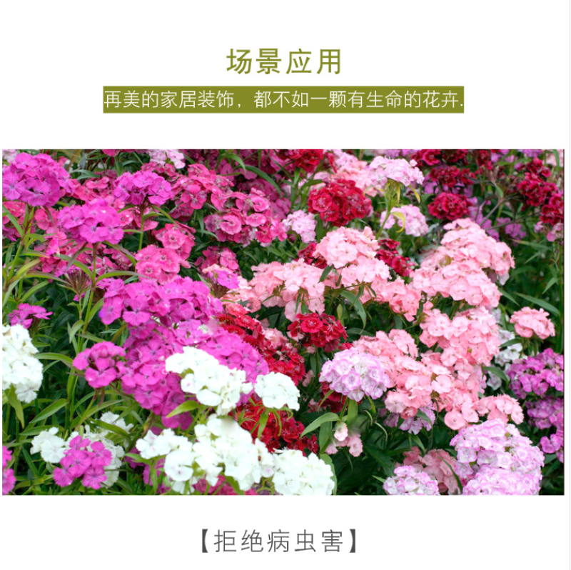 五彩石竹种子欧石竹初吻花种籽四季播混色易种活常夏石竹阳台
