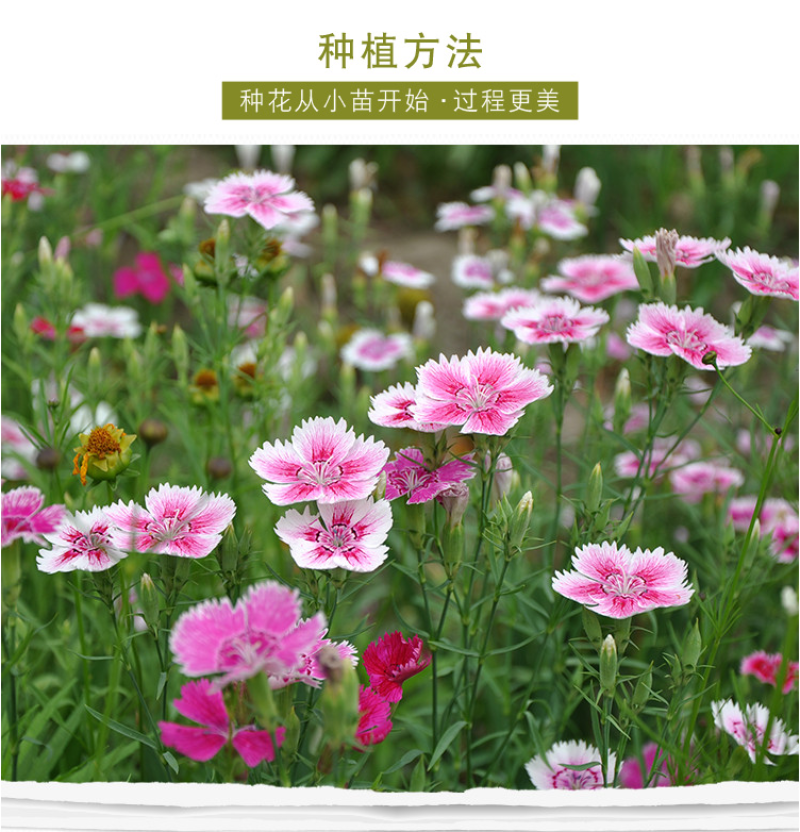 五彩石竹种子欧石竹初吻花种籽四季播混色易种活常夏石竹阳台