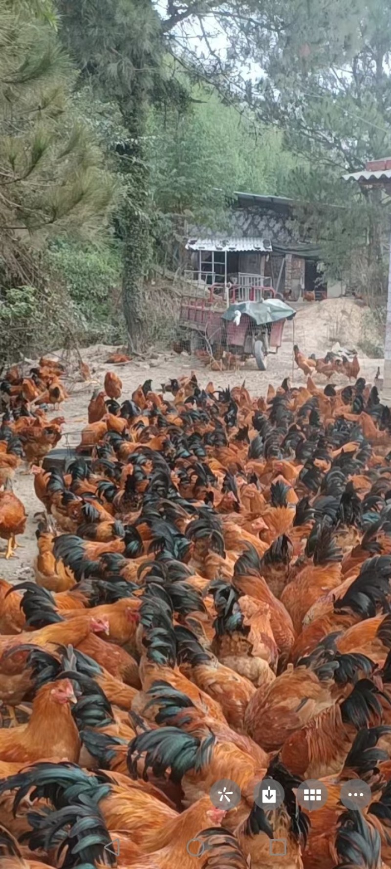 灵山土阉鸡