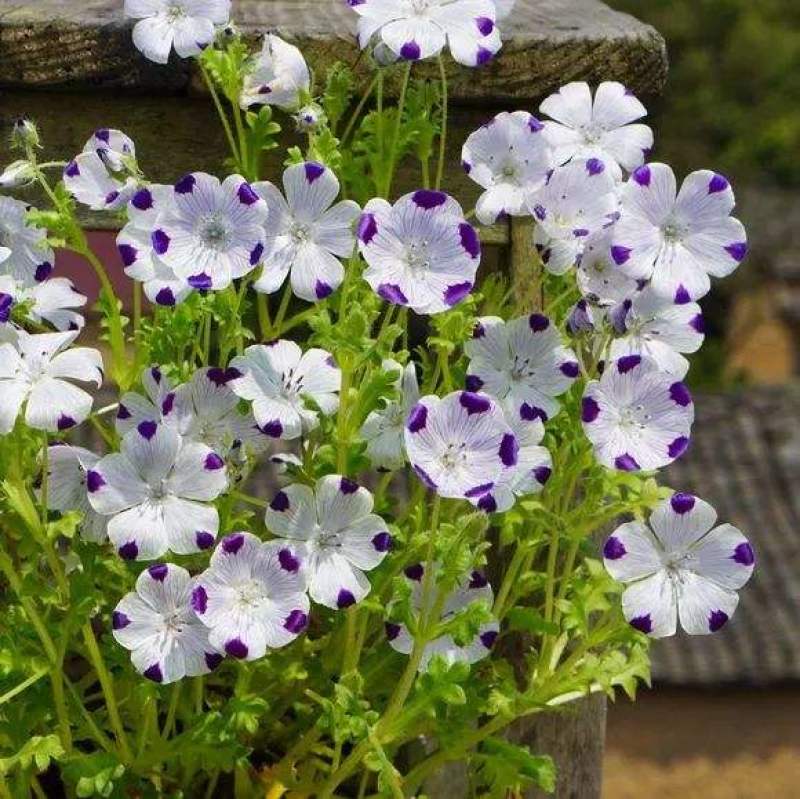 喜林草种籽蓝色粉蝶花种子婴儿的眼泪日本公园花海花园阳台
