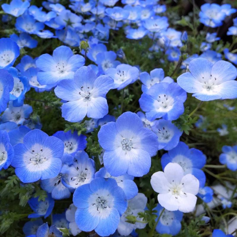 喜林草种籽蓝色粉蝶花种子婴儿的眼泪日本公园花海花园阳台