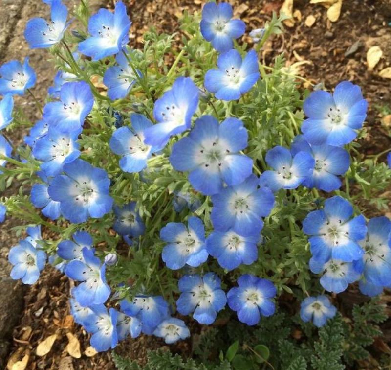 喜林草种籽蓝色粉蝶花种子婴儿的眼泪日本公园花海花园阳台