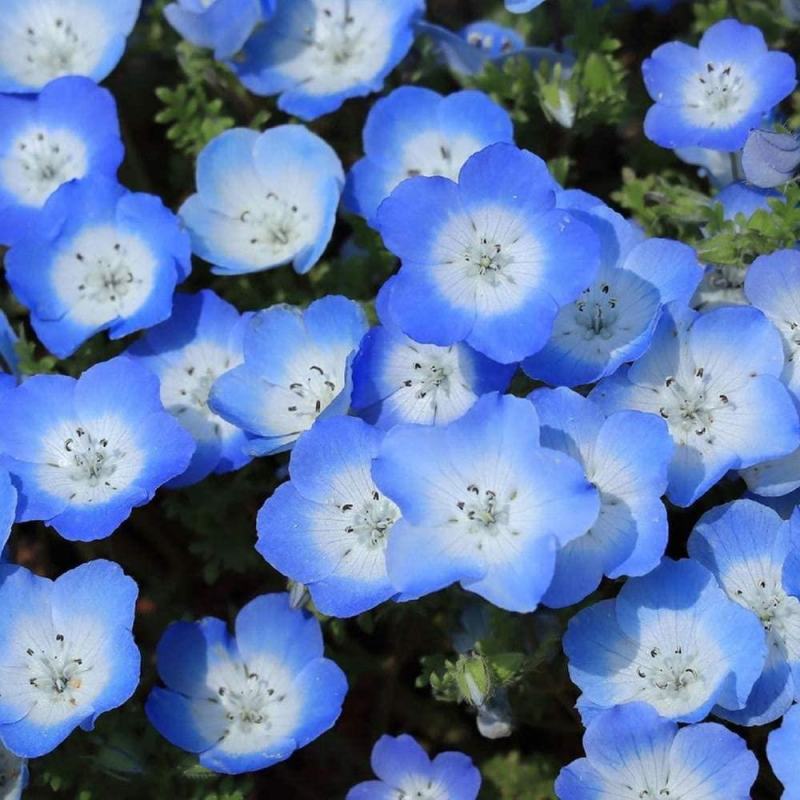 喜林草种籽蓝色粉蝶花种子婴儿的眼泪日本公园花海花园阳台