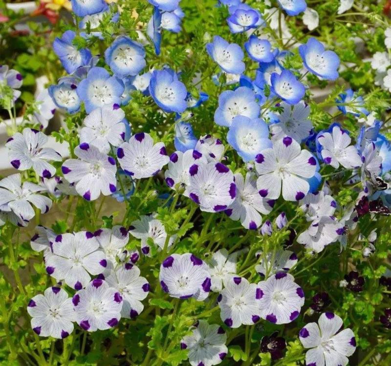 喜林草种籽蓝色粉蝶花种子婴儿的眼泪日本公园花海花园阳台