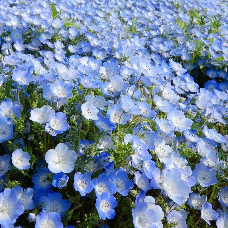 喜林草种籽蓝色粉蝶花种子婴儿的眼泪日本公园花海花园阳台
