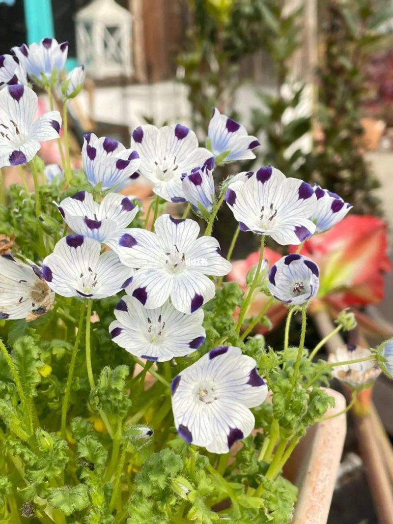 喜林草种籽蓝色粉蝶花种子婴儿的眼泪日本公园花海花园阳台
