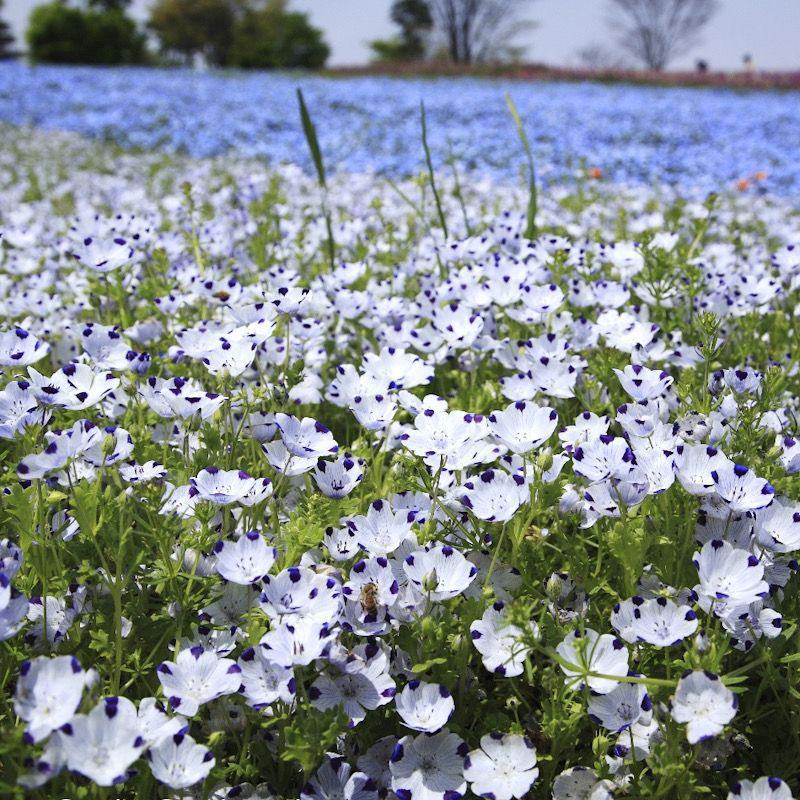 喜林草种籽蓝色粉蝶花种子婴儿的眼泪日本公园花海花园阳台