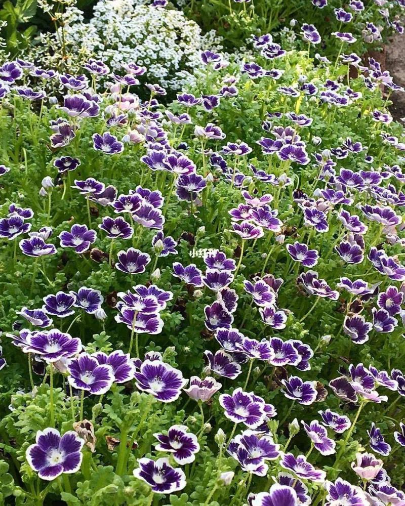 喜林草种籽蓝色粉蝶花种子婴儿的眼泪日本公园花海花园阳台