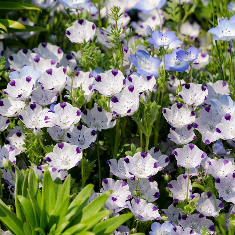 喜林草种籽蓝色粉蝶花种子婴儿的眼泪日本公园花海花园阳台
