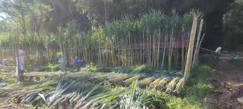 甘蔗田丰收景象